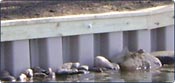 Vinyl seawall piling