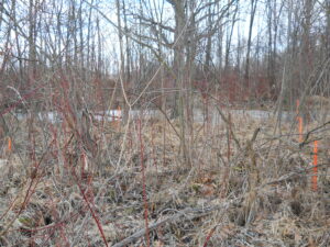 Shiawassee River-Genesee County-Michigan